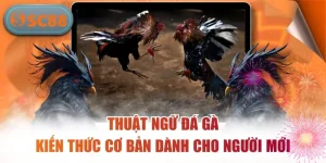 Thuật Ngữ Đá Gà – Kiến Thức Cơ Bản Dành Cho Người Mới