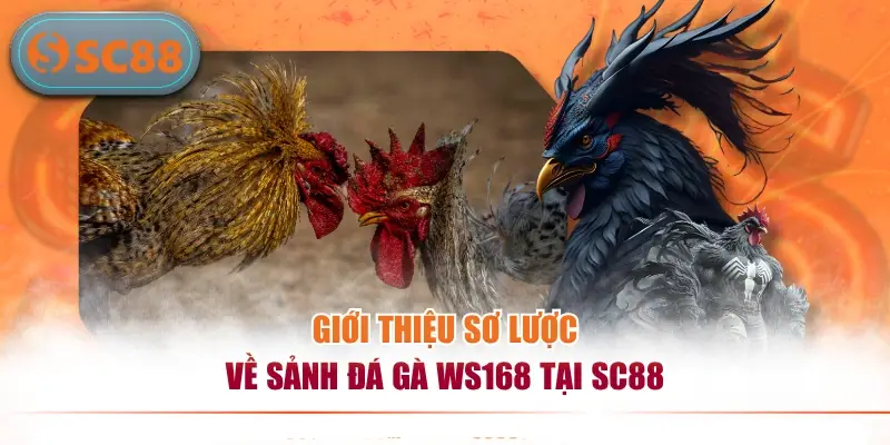 Giới thiệu sơ lược về sảnh đá gà WS168 tại SC88